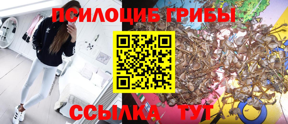 Псилоцибиновые грибы прущие грибы Бутурлиновка